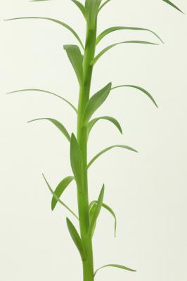 百合花叶子发黄是怎么回事，怎么救