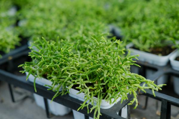 多肉植物根烂了怎么办