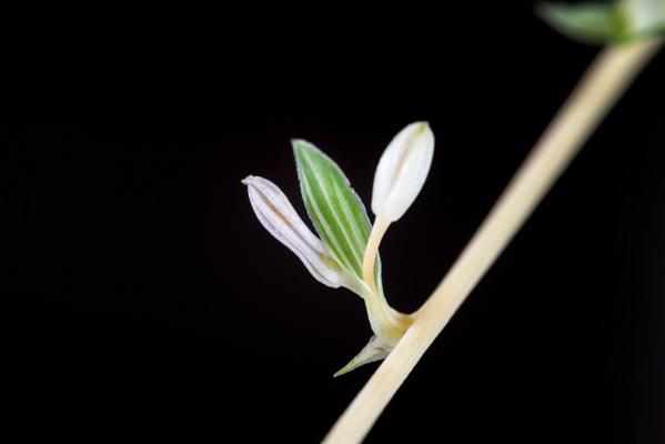 吊兰叶子干尖怎么办
