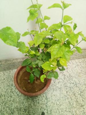 茉莉不开花怎么办