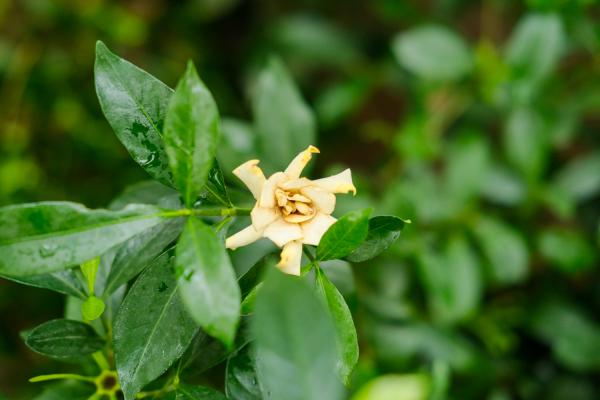 栀子花为什么不开花