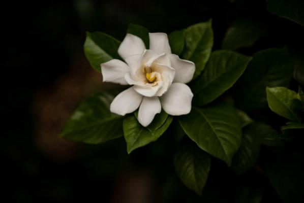栀子花长得太高怎么办