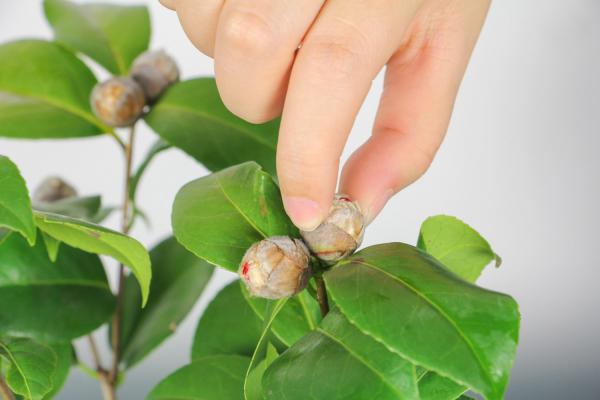 茶花叶子枯萎怎么办