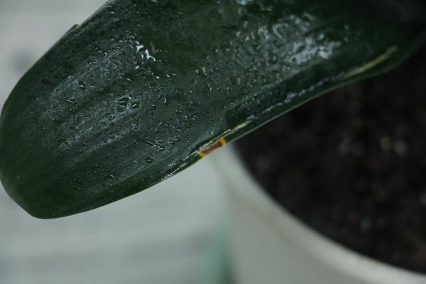 发财树君子兰...黄叶长斑，赶紧抢救，否则花活不久了...