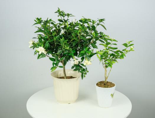 栀子花怎么晒干泡茶