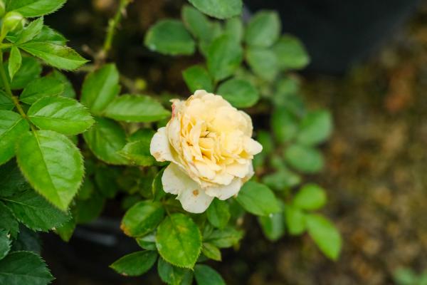 孝感适合养什么花，市花和市树是什么