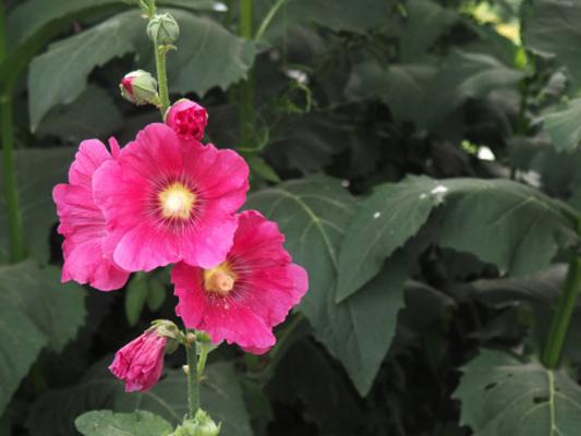 自贡适合养什么花，市花和市树是什么