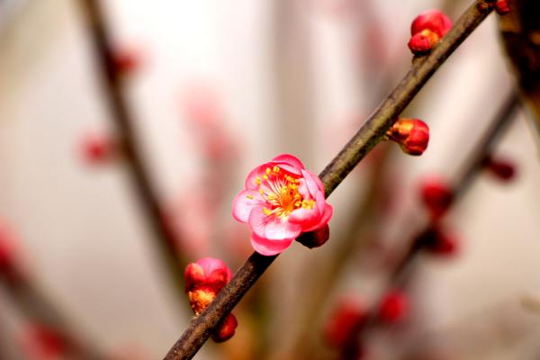 运城适合养什么花，市花和市树是什么