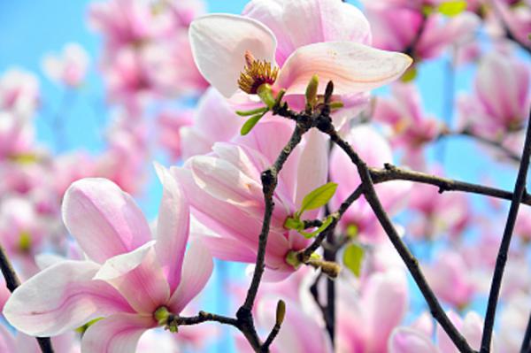 吕梁适合养什么花，市花和市树是什么