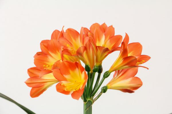 君子兰花期，君子兰开花图片