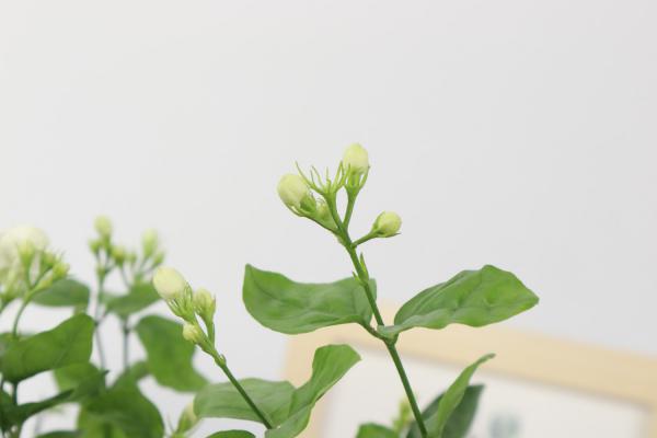 茉莉花的样子，茉莉花图片