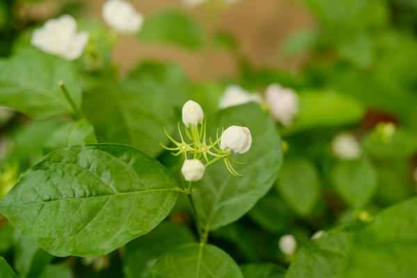 茉莉花品种，茉莉花像什么（茉莉花的图片）
