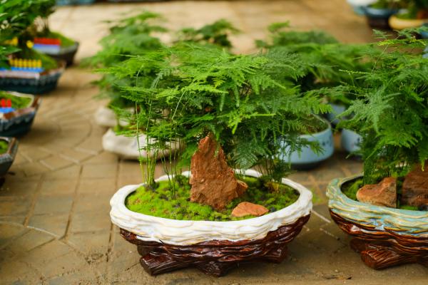 文竹几月份发芽，文竹的生长季节在几月份