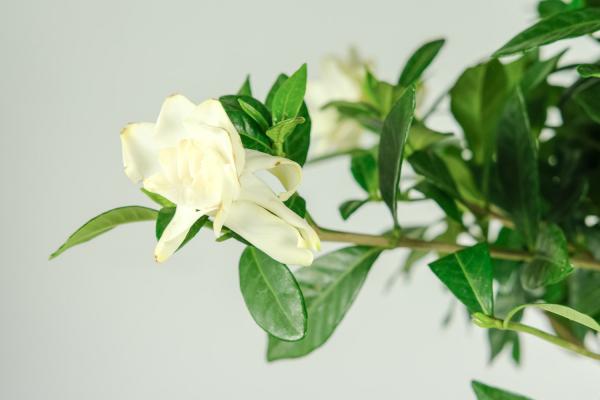 栀子花开是什么季节
