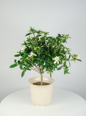 栀子花冬天叶子蔫了