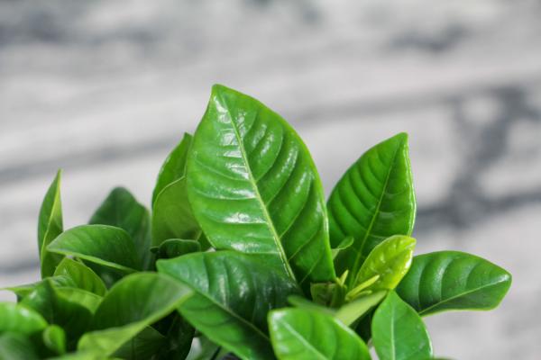 栀子花移栽注意事项