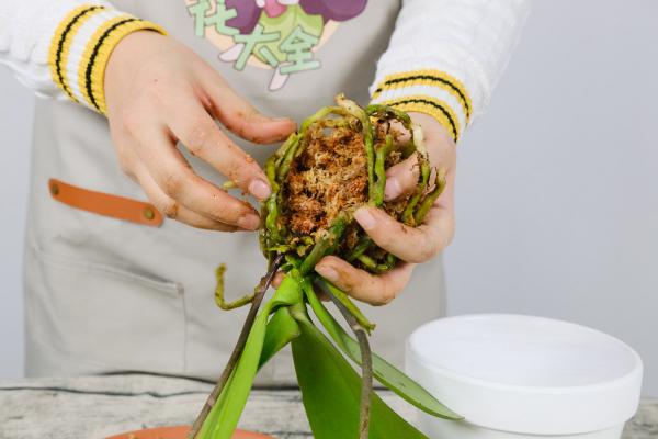 家里养盆“蝴蝶兰”，开的花赛得过牡丹，过年过节最应景...