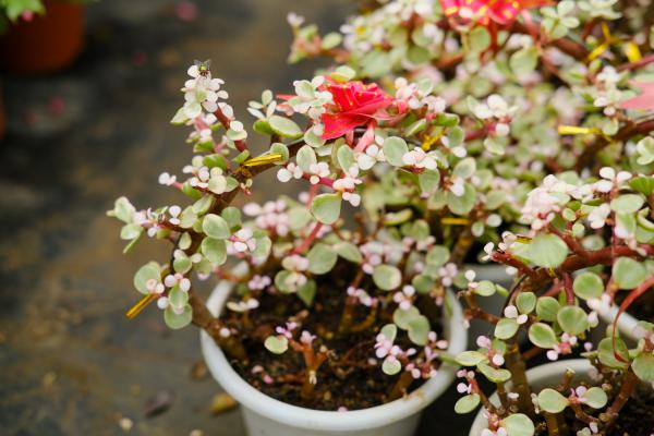 雅乐之舞是多肉植物吗，花语是什么