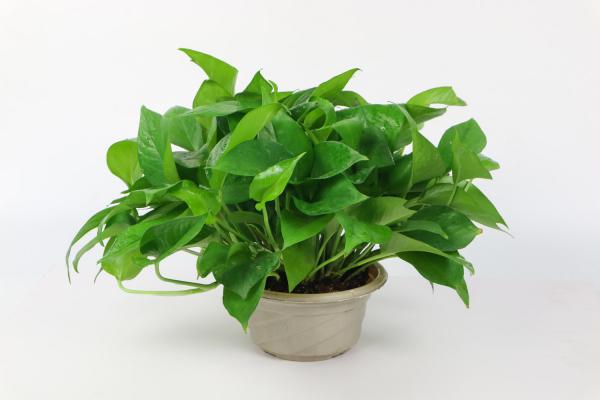 绿萝剪下来怎么插