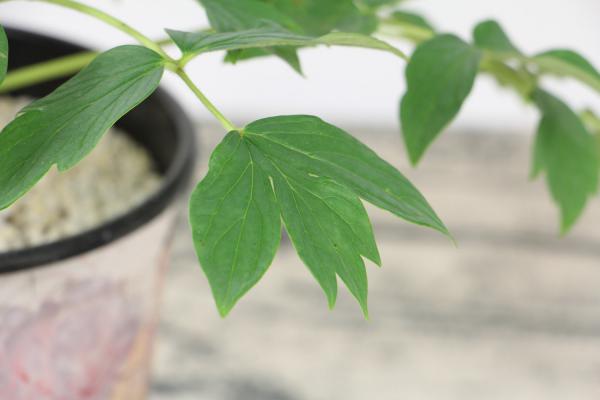 牡丹花种子种植方法和注意事项