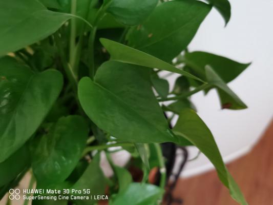 植物冬天可以施肥吗（绿萝、吊兰……5种常见花施肥方法...