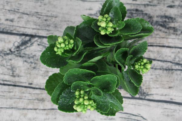 秋冬就养这种“花”，花期300天，加点“料”花苞再出...