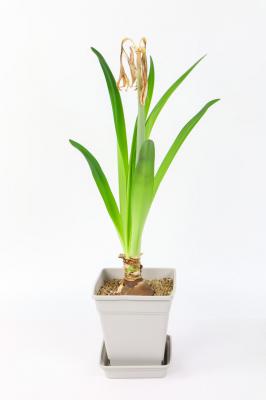 朱顶红的花期多长