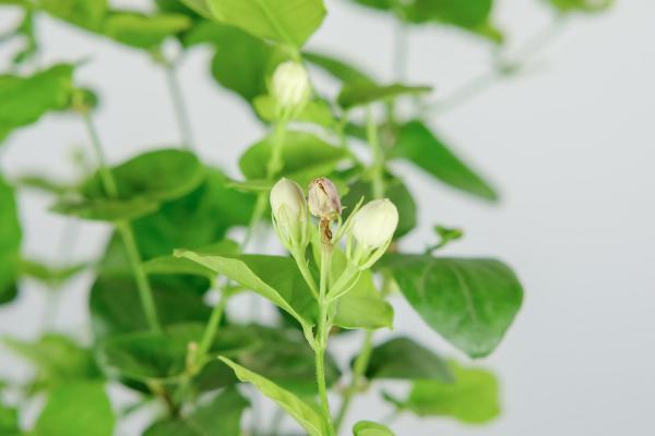 茉莉北方冬天能开花吗