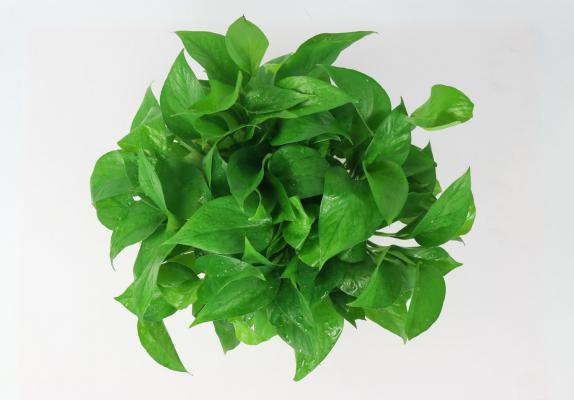 绿萝换盆后缓苗期多久