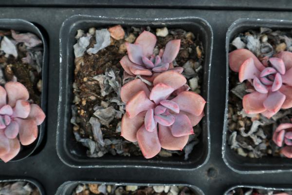 多肉绿成大头菜？养这5种，夏天开得比花开好看！