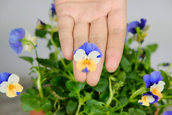 角堇的花期