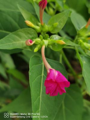 紫茉莉冬天可以养吗