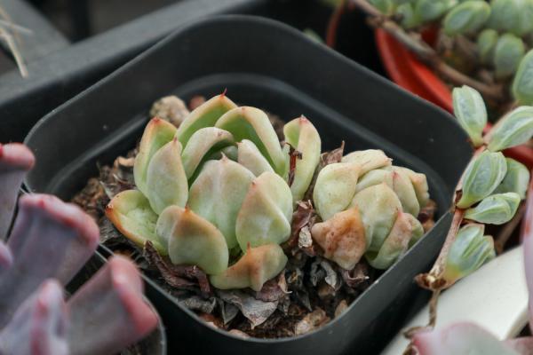 这五种多肉植物繁殖快，容易养