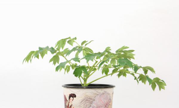 盆栽牡丹花怎么养