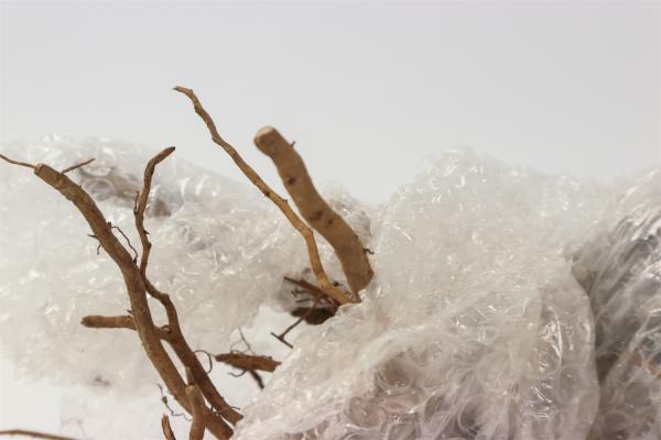 牡丹花的生长特性