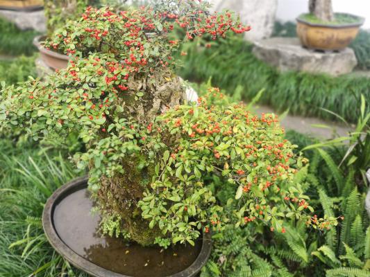 火棘开花吗