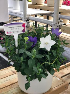 桔梗的花期