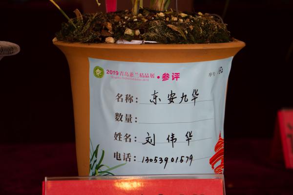 通风过度对兰花有什么影响