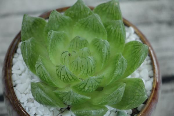 玉露品种大全