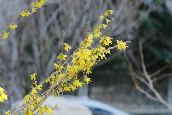 连翘开花不结果怎么办，不开花是什么原因