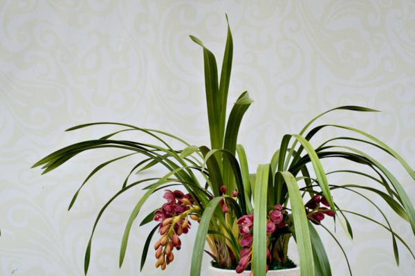 大花蕙兰花芽花苞干枯怎么办，花苞期怎么养护