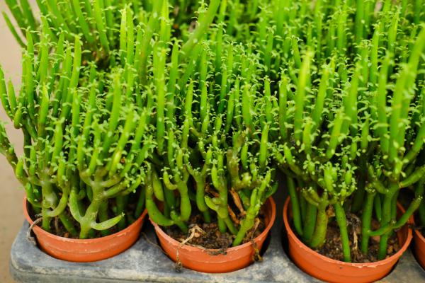 光棍树养护措施,对土壤的要求