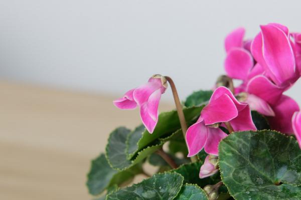 怎么让仙客来开花不断，开花后怎么处理