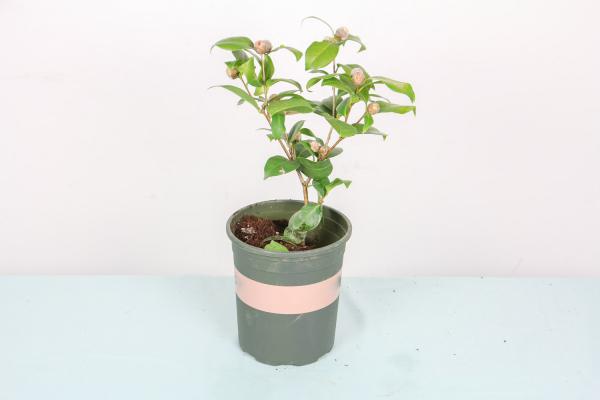 山茶花怎么修剪，怎样修剪山茶花花开的才能更多
