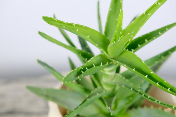 水养芦荟的养护方法，水养芦荟好吗