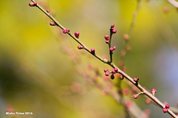 什么时候给梅花换盆，梅花换盆后马上浇水吗