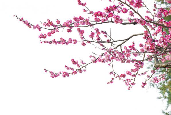 梅花什么时候开，哪种梅花能一年开两次