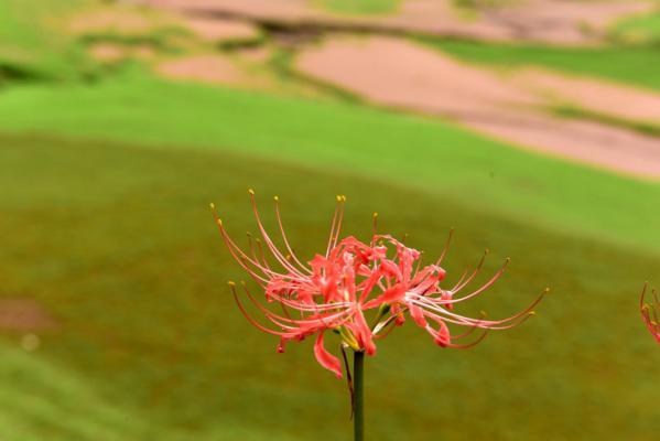 彼岸花修剪花枝的技巧，彼岸花怎么修剪