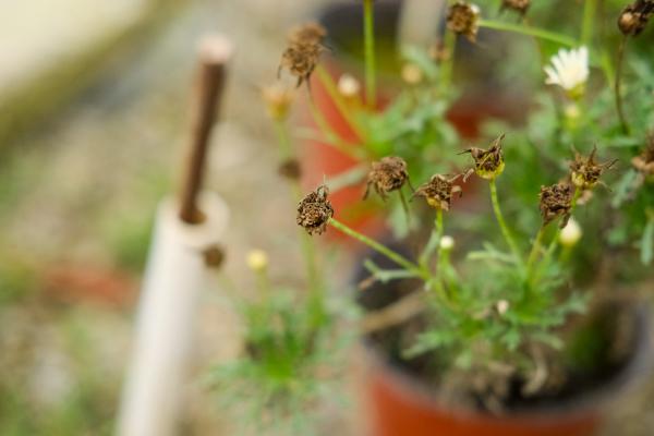 种植菊花株行距是多少