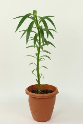 百合地栽养护方法